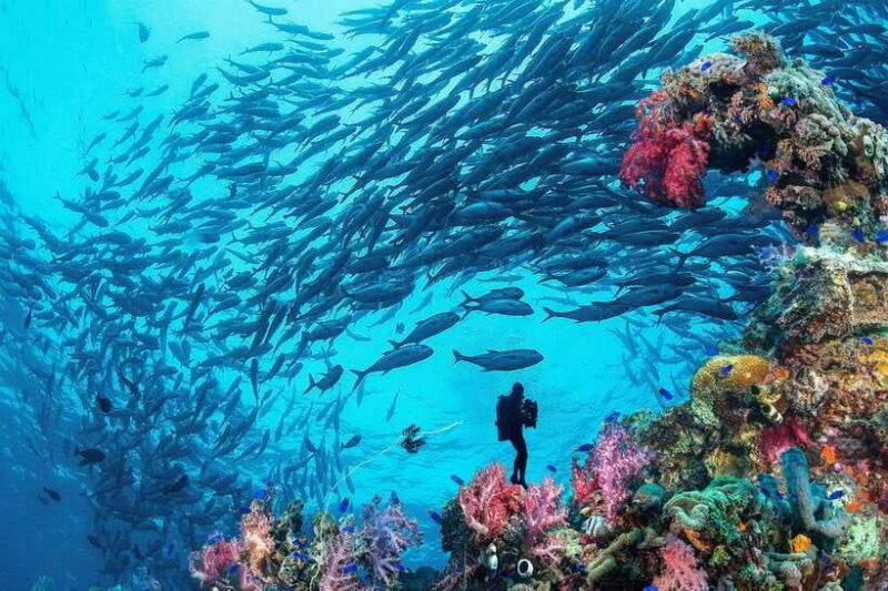 bohol-island-fun-dive-local-dive