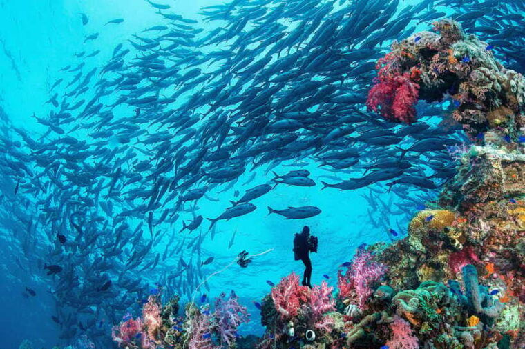 bohol-island-fun-dive-local-dive