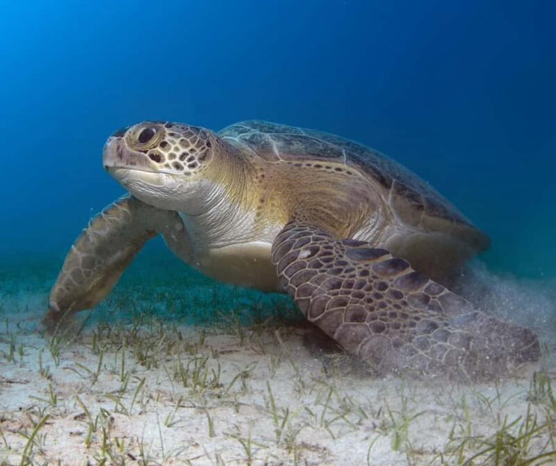 Bohol: Island Hopping with Snorkeling at Balicasag Island - Key Points