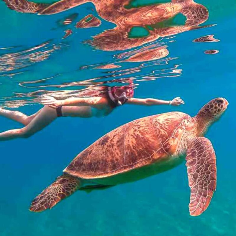 Bohol: Island Hopping with Snorkeling at Balicasag Island - An Overview of the Experience