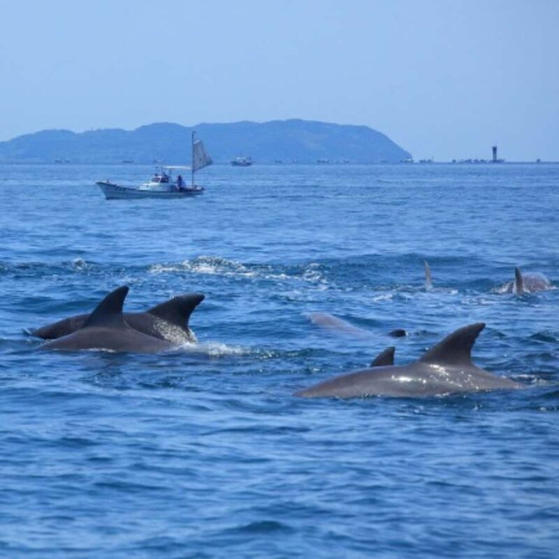 Bohol: Island Hopping with Snorkeling at Balicasag Island - Transportation, Timing, and Group Size