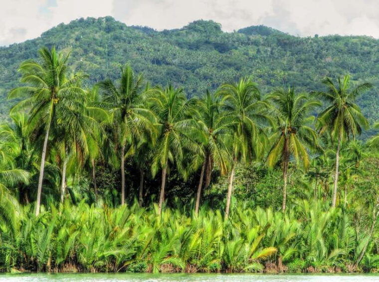 bohol-loboc-river-buffet-lunch-cruise-with-private-transfer