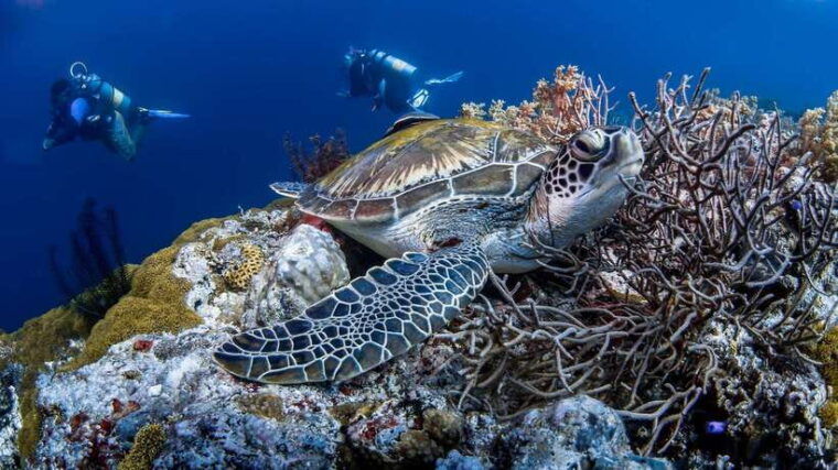bohol-pamilacan-island-dolphin-turtle-watching-tour-lunch