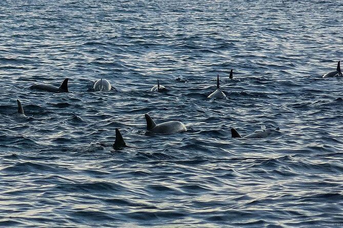 Bohol: Pamilacan Island Dolphin & Whale Watching Tour - Bohol: Pamilacan Island Dolphin & Whale Watching Tour — An In-Depth Review