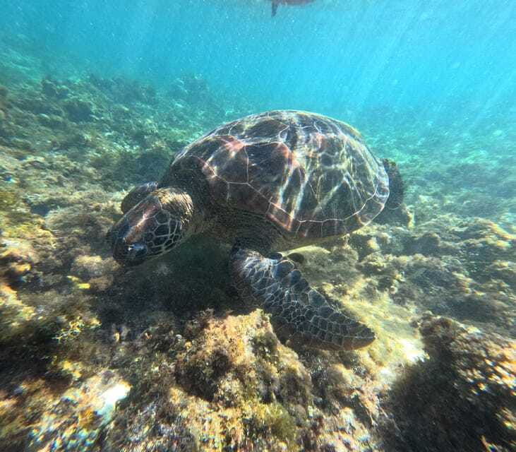 bohol-pamilacan-island-turtle-dolphin-watching