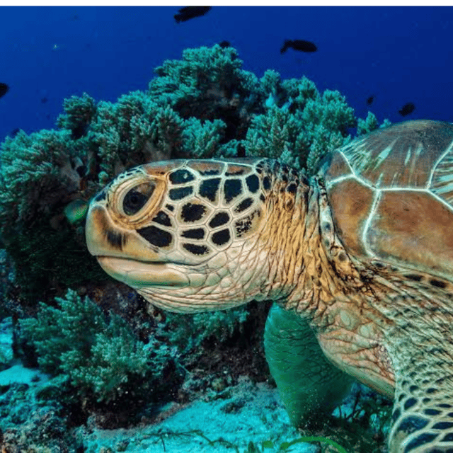bohol-panglao-island-hopping-tour-with-snorkeling-private