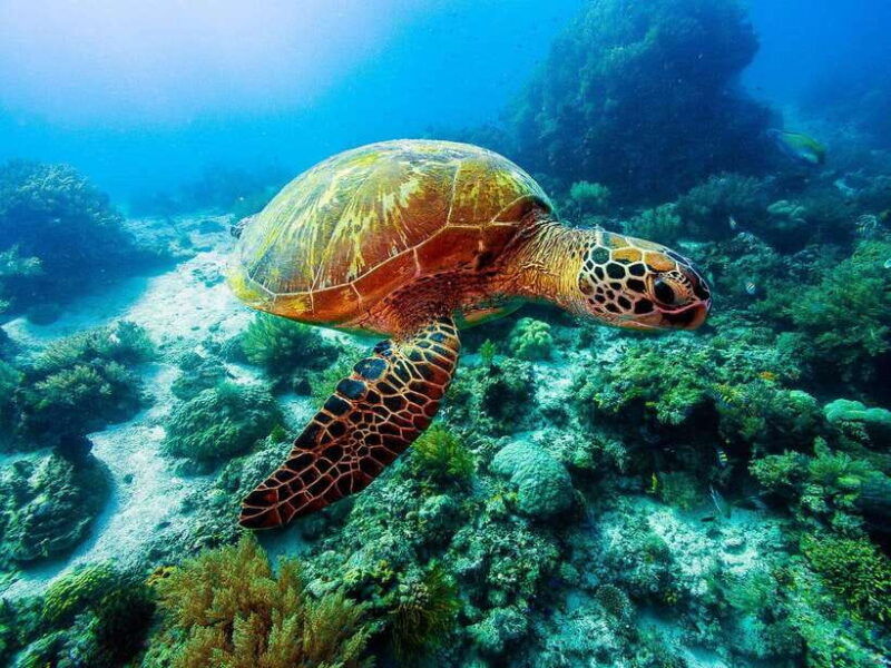 bohol-private-balicasag-tour-with-extra-snorkeling-time