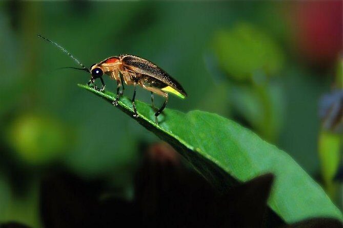 Bohol: Private Firefly Watching Cruise - An In-Depth Look at the Tour Experience