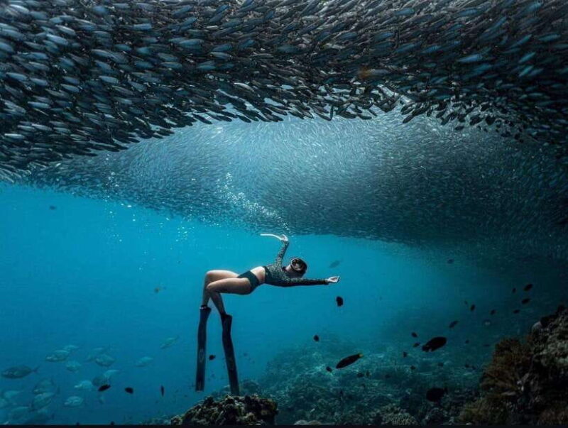 Bohol: Private Sardine Snorkel & Tropical Fish Tour - Key Points