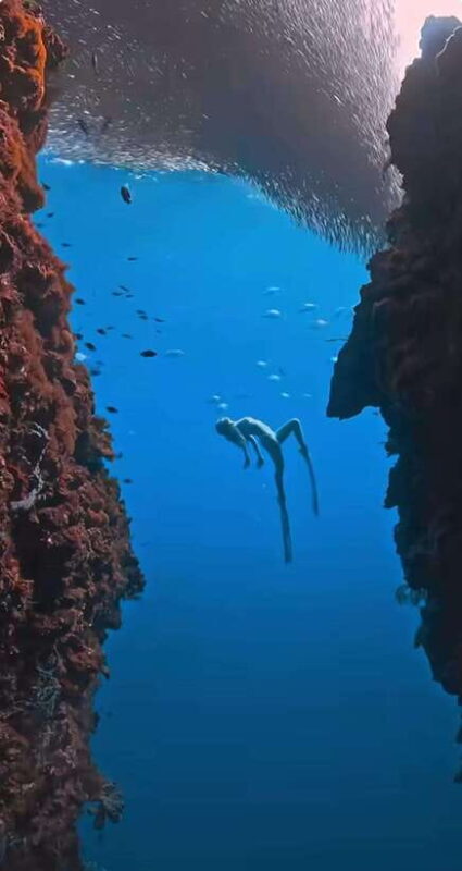 Bohol: Private Sardine Snorkel & Tropical Fish Tour - Final Thoughts