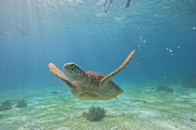 Bohol Province Balicasag Island Day Tour - Transportation and Group Size