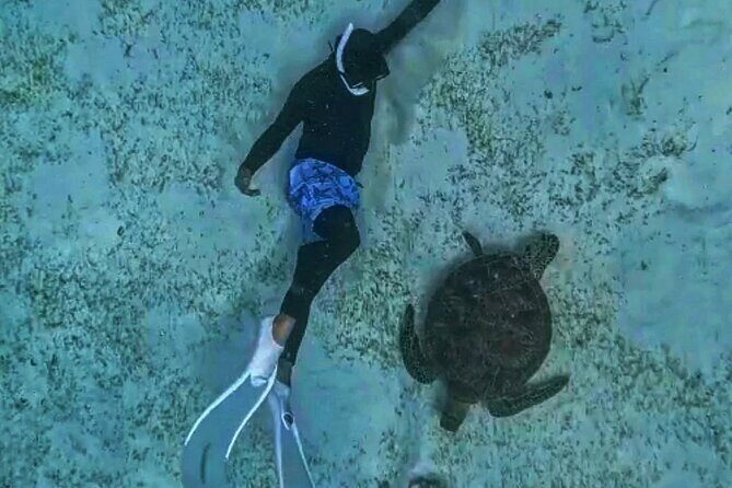 Bohol Province Balicasag Island Day Tour - Why Travelers Should Consider This Tour