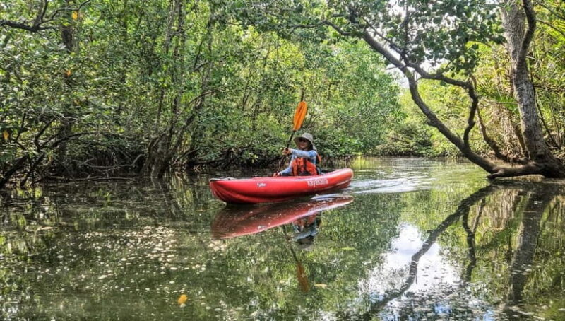 Bohol: SUSTAINABLE Mangrove Tunnels & Firefly Kayaking trail - An Authentic Eco-Experience in Bohol
