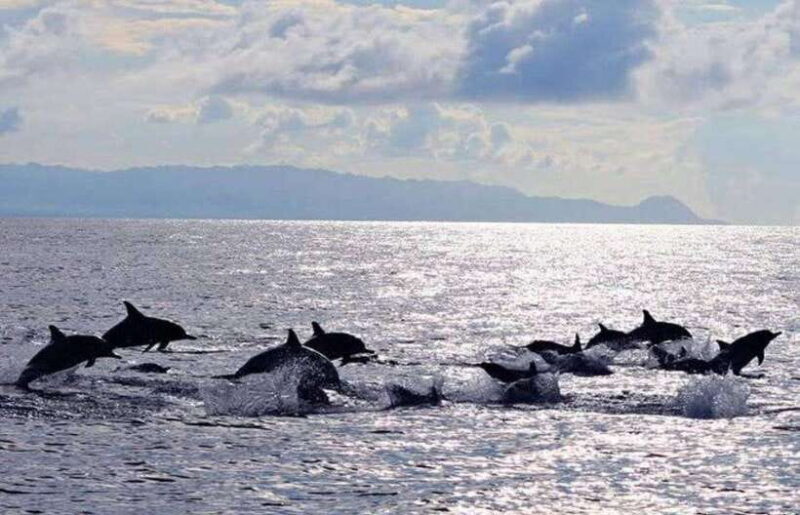 Bohol: Swim with Sea Turtles & Dolphins Island Hopping Tour - A Detailed Look at the Bohol Marine Adventure