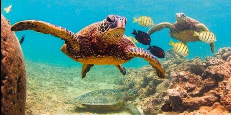 Bohol: Swim with Sea Turtles & Dolphins Island Hopping Tour - FAQs