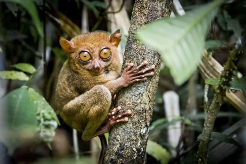 Bohol: Waterfalls, Kayak, Hills Hike, & Tarsier Eco Tour - Exploring Bohol: Waterfalls, Kayak, Hills Hike, & Tarsier Eco Tour