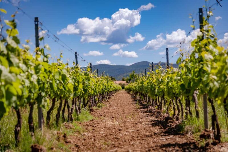 Bolgheri: guided visit of the winery and tasting of our wines - Key Points