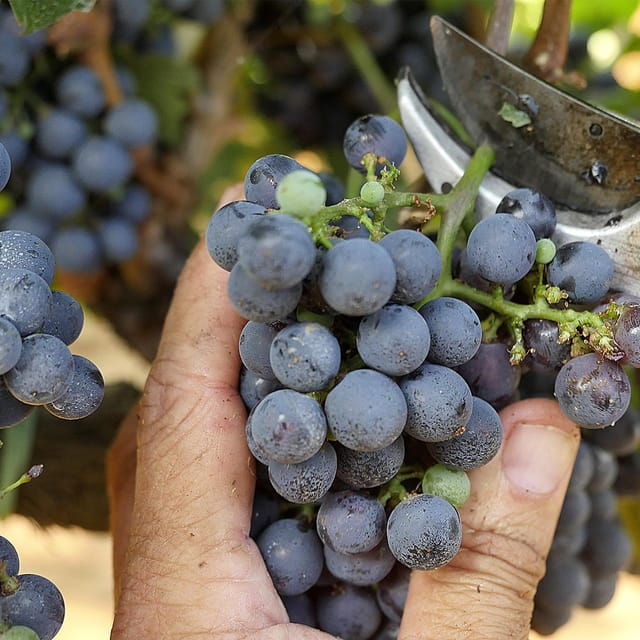 bolgheri-vertical-wine-tasting-at-terre-del-marchesato
