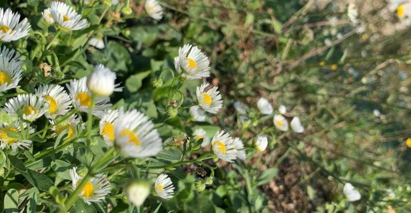 bologna-forli-foraging-looking-for-wild-edible-herbs
