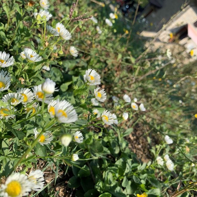 bologna-forli-foraging-looking-for-wild-edible-herbs