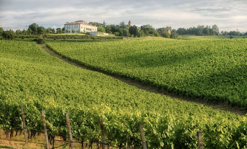bologna-vineyard-vista-a-journey-through-emilian-wines