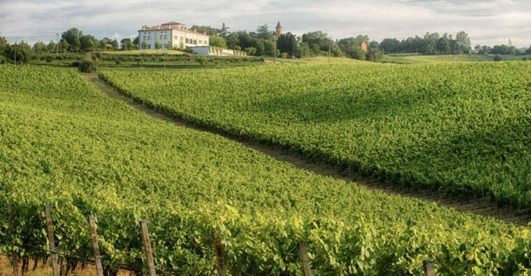 bologna-vineyard-vista-a-journey-through-emilian-wines