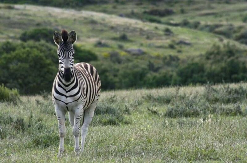 Bon Game Reserve: Game Drive - A quick overview of the experience
