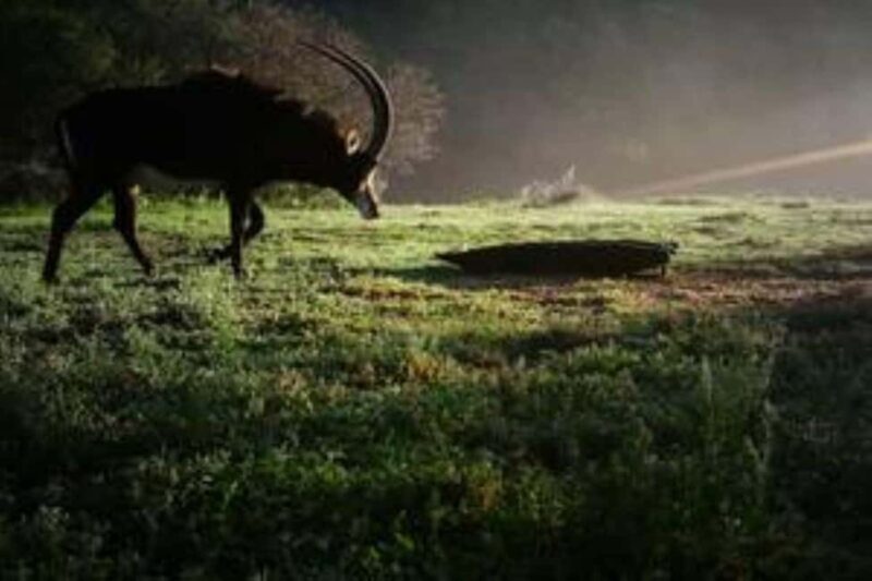 Bon Game Reserve: Game Drive - The Experience from a Visitors Perspective
