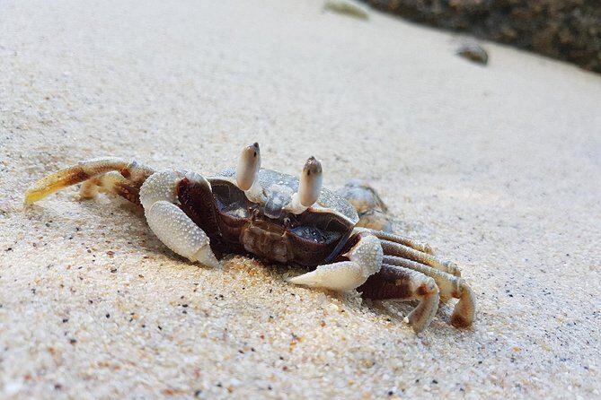 Bon Island Tour by longtail boat with Lunch - An In-Depth Look at the Bon Island Tour