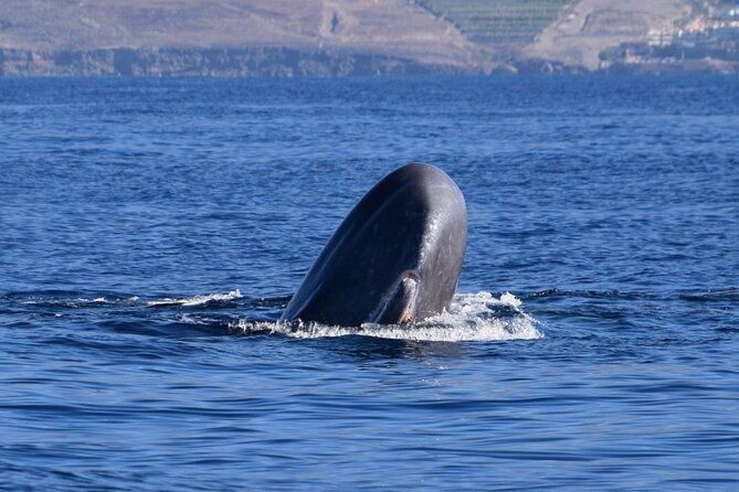 bonadea-ii-ecological-whale-watching-2-hours
