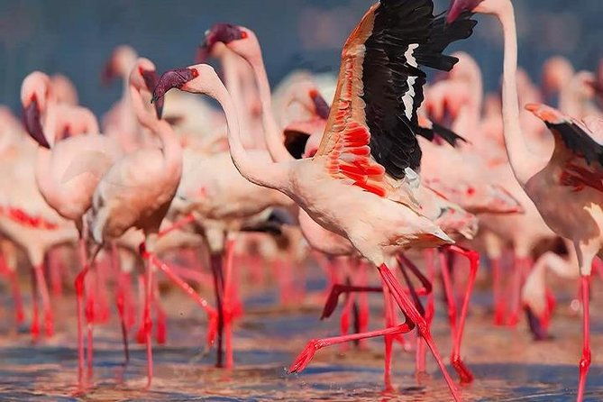 bonaire-essentials-island-tour