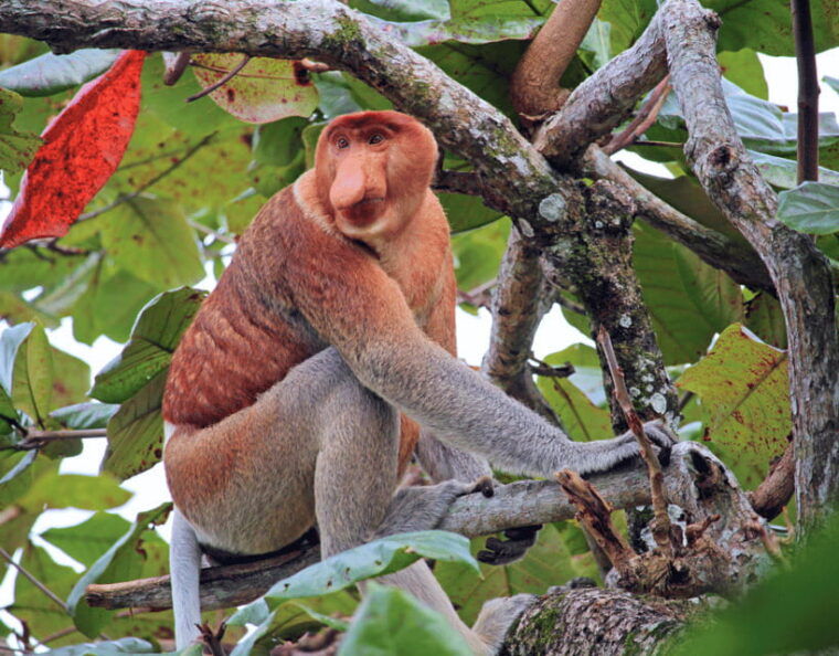 bongawan-river-cruise-proboscis-monkey-fireflies-viewing