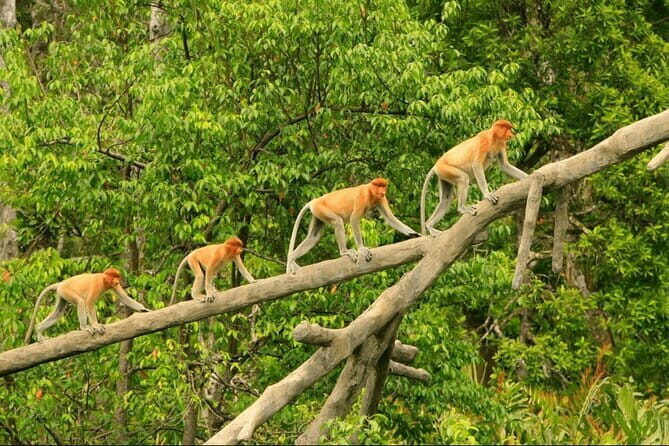 Bongawan River Cruise Proboscis Monkey, SkyMirror, Fireflies - The Sum Up: Is This Tour Worth It?