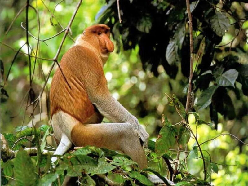 Bongawan Wetland: Proboscis Monkey and Fireflies Shared Tour - A Closer Look at the Bongawan Wetland Tour