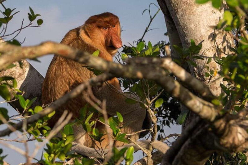 bongawan-wetland-proboscis-monkey-and-fireflies-shared-tour