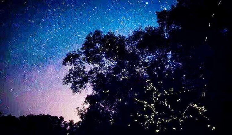 bongawan-wetland-proboscis-monkey-and-fireflies-shared-tour