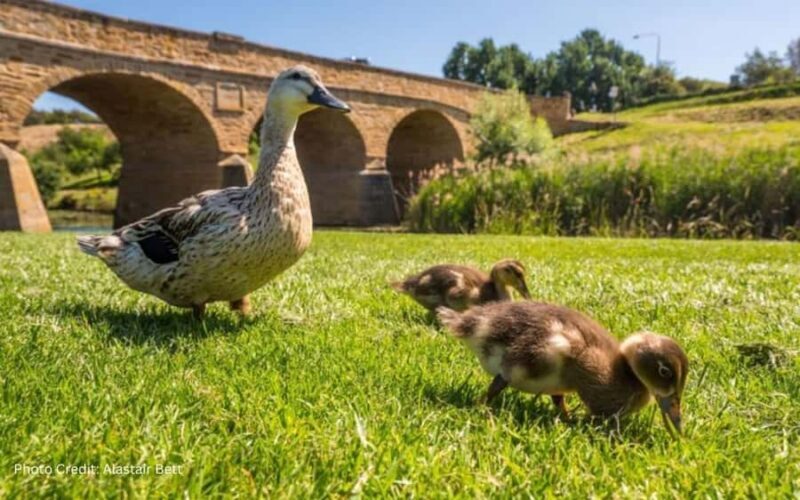 Bonorong & Richmond: Shore Excursion (Private Tour) - Introduction