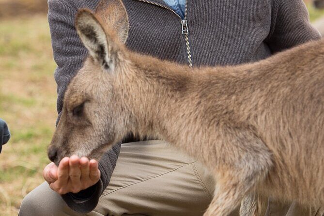 Bonorong Wildlife Park and Richmond Afternoon Tour from Hobart - Introduction to the Tour