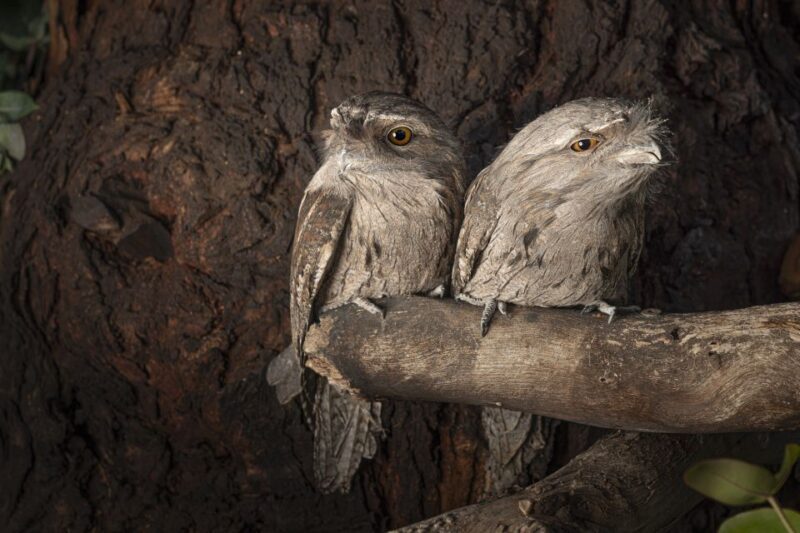 Bonorong Wildlife Sanctuary Guided Night Tour - Key Points