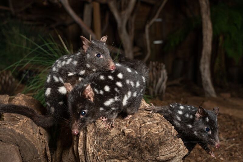 Bonorong Wildlife Sanctuary Guided Night Tour - What to Expect From the Bonorong Night Tour