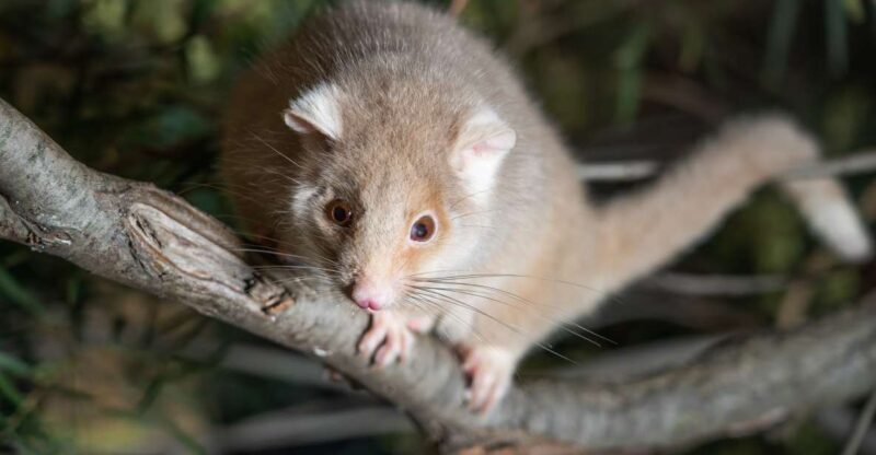 Bonorong Wildlife Sanctuary Guided Night Tour - Why This Tour Is Worth Considering
