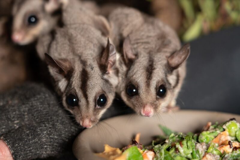 Bonorong Wildlife Sanctuary Guided Night Tour - FAQ