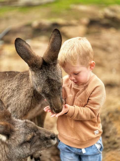 Bonorong Wildlife Sanctuary Half-Day Tour from Hobart - Introduction