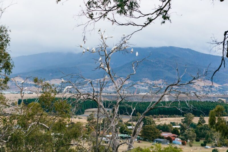 Bonorong Wildlife Sanctuary Half-Day Tour from Hobart - Practical Details and Value