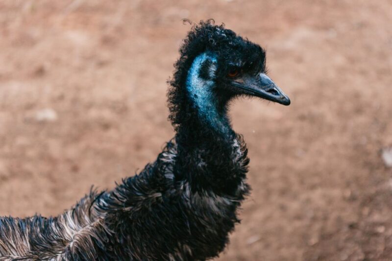 Bonorong Wildlife Sanctuary Half-Day Tour from Hobart - FAQs