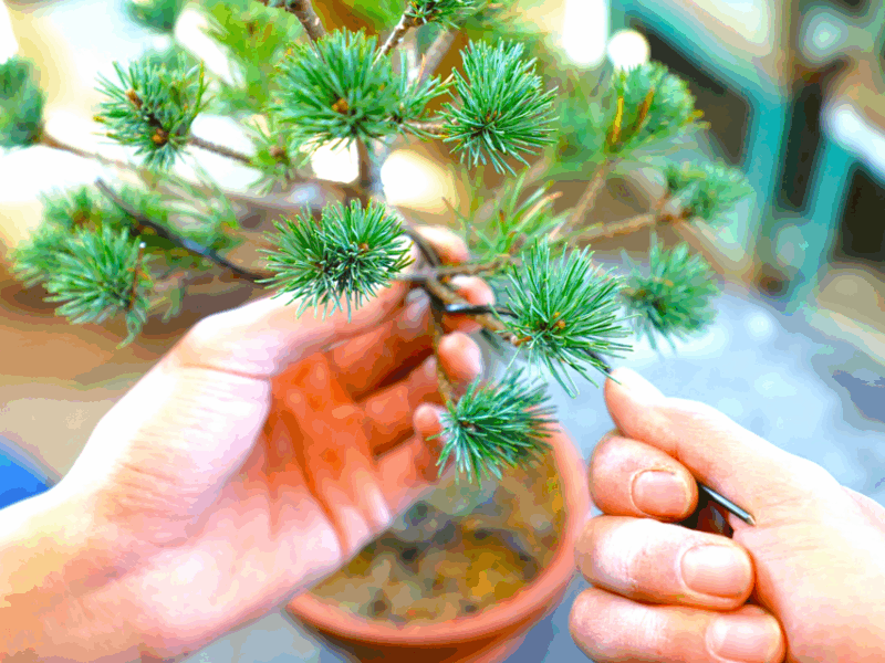 bonsai-city-bonsai-tour-experience-at-bonsai-sanctuary