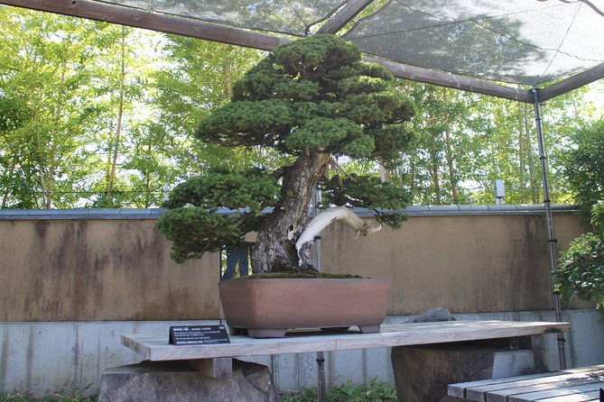 bonsai-museum-bonsai-experience