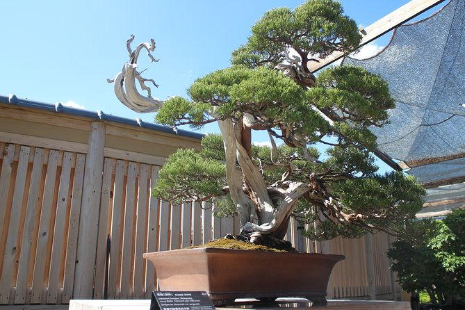 bonsai-museum-bonsai-experience