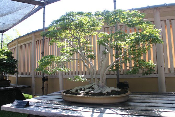 bonsai-museum-bonsai-experience