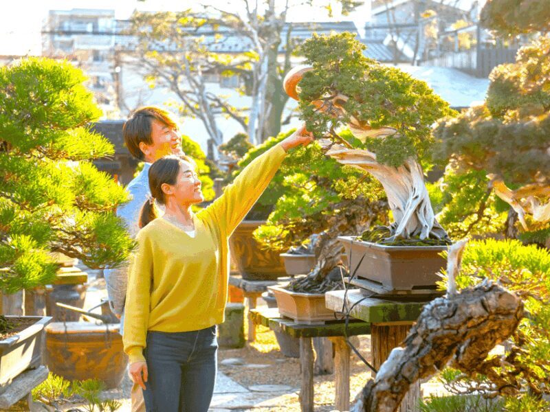 Bonsai Tour & Experience at the Most Sacred Bonsai's City - Who Should Consider This Tour?